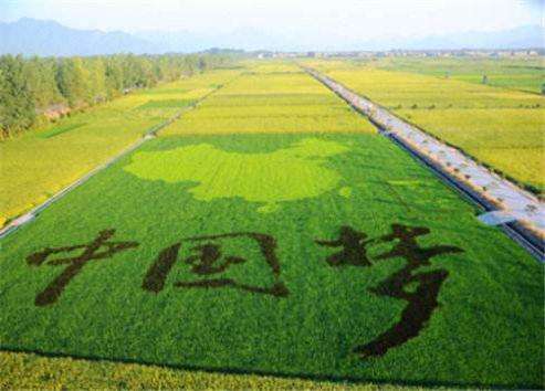 1541583311722404.jpg 三農.jpg